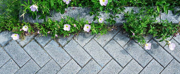 Pink flowers and green foliage edging a herringbone-pattern gray brick sidewalk