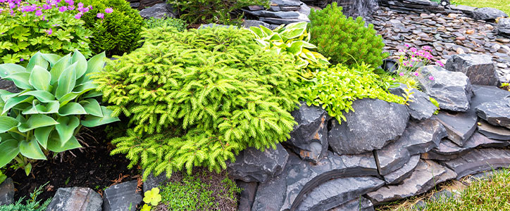 Rock garden retaining wall with layered slate stones, hostas, low evergreen shrub and pink flowering groundcover.