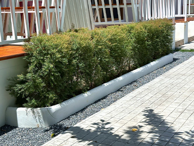 Low evergreen shrubs in a white concrete planter with gravel border beside a paved walkway and white porch railing