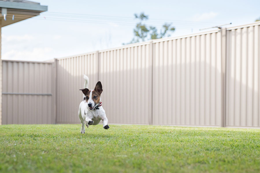 Small white and brown terrier dog running across green backyard lawn in front of beige metal fence